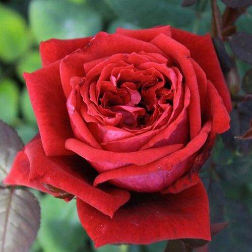 E-commerce, vendita, rose, in, vaso rose climber - rosso - Rosa Botero® Gpt. - rosa intensamente profumata - Alain Meilland - ,-